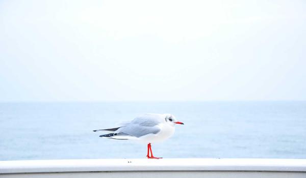 足球历史